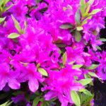 プレイリスト「花のうた」