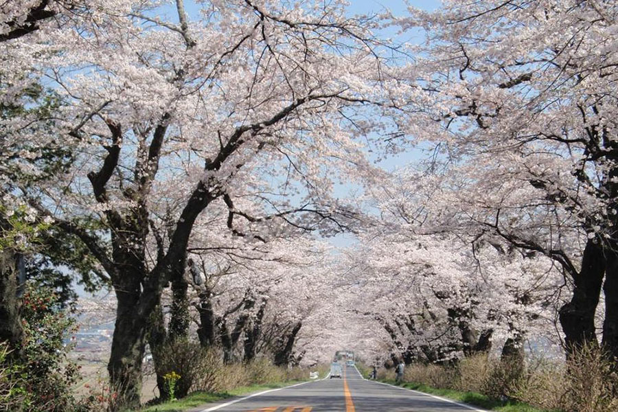 市内外の多くの方にも愛された旧早乙女の桜並木