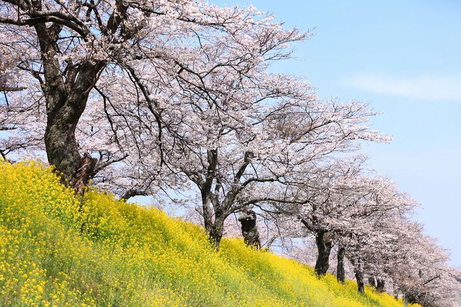 菜の花とのコントラストも美しい旧早乙女の桜並木