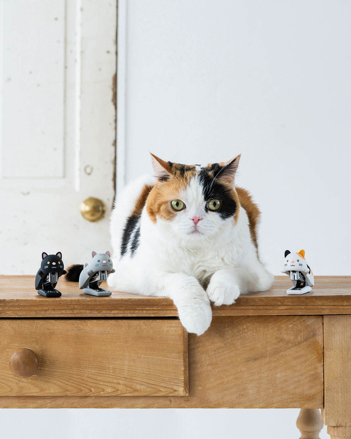 猫とホッチキス