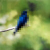 Spanova - BlueBird